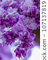 Yaji Wisteria flower 107137819