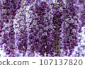 Yaji Wisteria flower 107137820