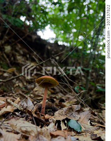 Mushroom World: Igusidae 107137822