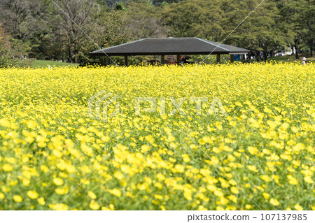 宮城縣川崎町陸奧森湖畔公園的秋日藍天和波斯菊檸檬枯萎病 107137985