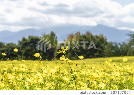 Blue sky and Cosmos lemon blight in autumn at Michinoku-Mori National Government Lakeside Park, Kawasaki Town, Miyagi Prefecture 107137994