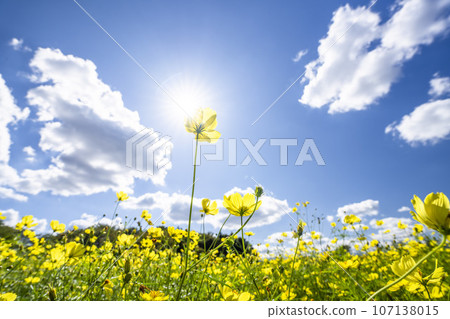 宮城縣川崎町陸奧森湖畔公園的秋日藍天和波斯菊檸檬枯萎病 107138015
