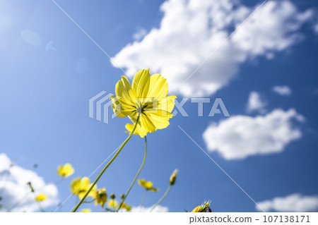 Blue sky and Cosmos lemon blight in autumn at Michinoku-Mori National Government Lakeside Park, Kawasaki Town, Miyagi Prefecture 107138171