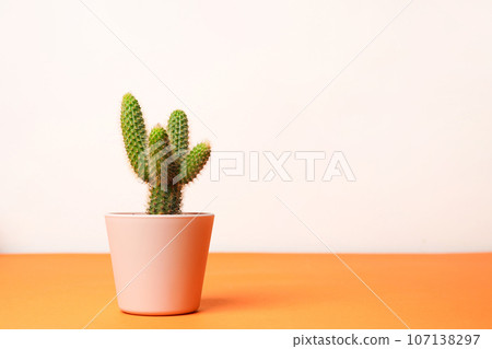 Small cactus in a flowerpot on white background, copy space 107138297
