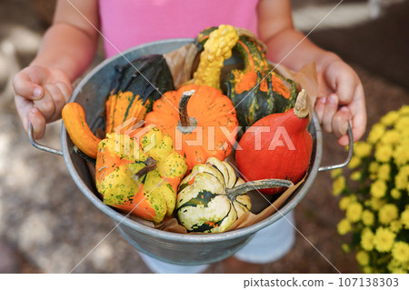 Child girl holding a lot of pumpkins. Harvesting on autumn farm. Halloween market. Kid growing organic eco-friendly food Child girl holding a lot of pumpkins. Harvesting on autumn farm. Halloween market. Kid growing organic eco-friendly food 107138303