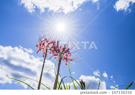 宮城縣川崎町彼岸花，美麗綻放的文殊菩薩 107138350
