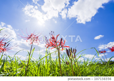 Beautifully blooming Manjushana, Higanbana, Kawasaki Town, Miyagi Prefecture Beautifully blooming Manjushana, Higanbana, Kawasaki Town, Miyagi Prefecture 107138356