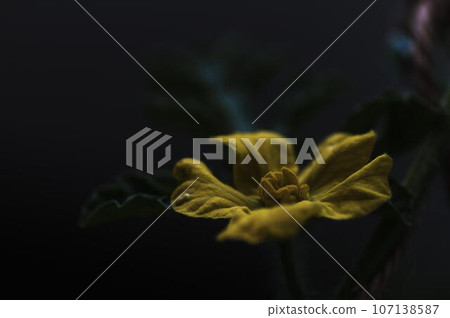 Watermelon Flower 107138587