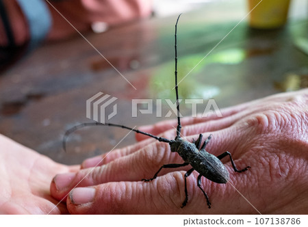 Big black barbel beetle (woodcutter) on the human palm. 107138786