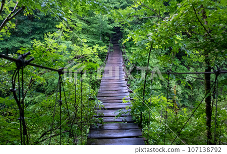 An old suspension bridge over a green abyss in a mountain forest after a rain. An old suspension bridge over a green abyss in a mountain forest after a rain. 107138792