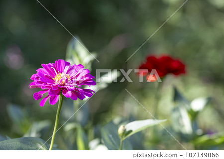 Brightly blooming zinnias in autumn at National Michinoku-Mori Lakeside Park, Kawasaki Town, Miyagi Prefecture 107139066