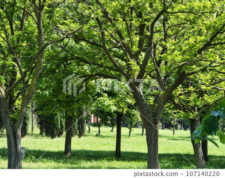close up of green acacia trees in the park close up of green acacia trees in the park 107140220