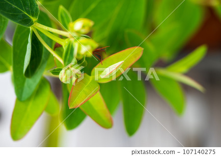 帶有鮮紅色邊框的中華新芽 帶有鮮紅色邊框的中華新芽 107140275