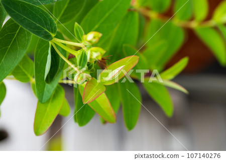 帶有鮮紅色邊框的中華新芽 帶有鮮紅色邊框的中華新芽 107140276