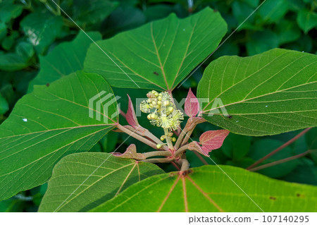 紅豆樹花 紅豆樹花 107140295