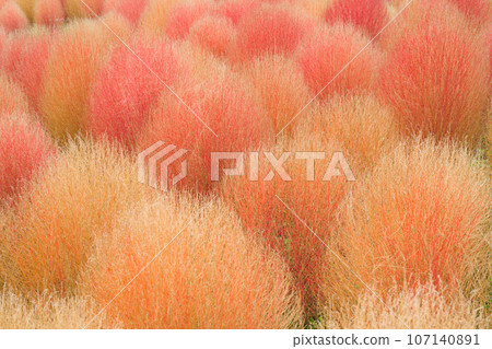 【大阪府】10月：去70年世博紀念公園看地膚子 107140891