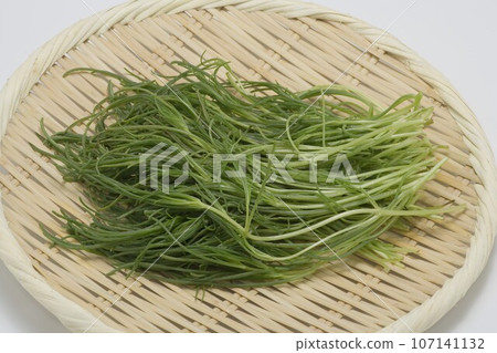 羊棲菜幼苗 107141132