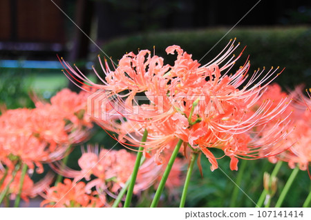 Red spider lily (pink) in front of the main hall of Saihoji Temple, Yokohama 107141414