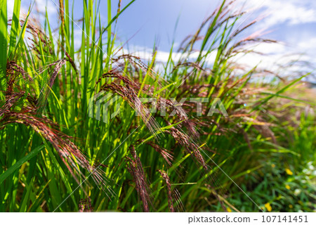 保留了過去大米特性的紅米 107141451