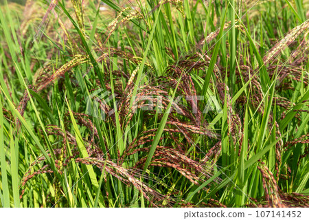 保留了過去大米特性的紅米 107141452