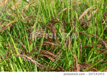 Red rice that retains the characteristics of rice in the past Red rice that retains the characteristics of rice in the past 107141453