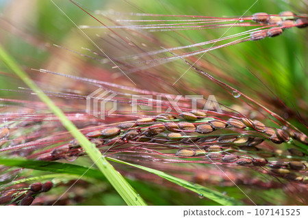 Red rice that retains the characteristics of rice in the past Red rice that retains the characteristics of rice in the past 107141525