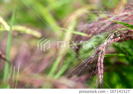 Red rice that retains the characteristics of rice in the past Red rice that retains the characteristics of rice in the past 107141527