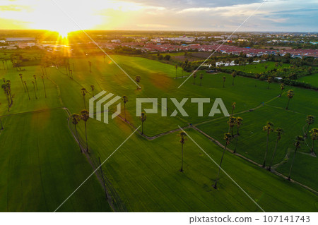 Aerial view sunset light on green rice plantation field Aerial view sunset light on green rice plantation field 107141743