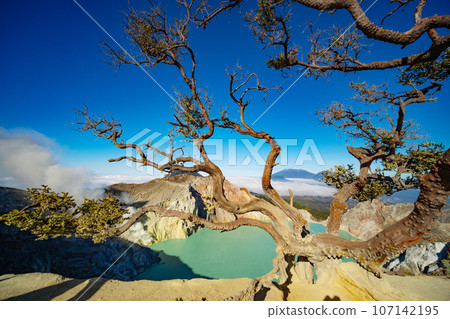 Deadwood Leafless Tree with Turquoise Water Lake,Beautiful nature Landscape mountain and green lake at Kawah Ijen volcano,East Java, Indonesia Deadwood Leafless Tree with Turquoise Water Lake,Beautiful nature Landscape mountain and green lake at Kawah Ijen volcano,East Java, Indonesia 107142195