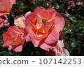 玫瑰和蜜蜂 107142253