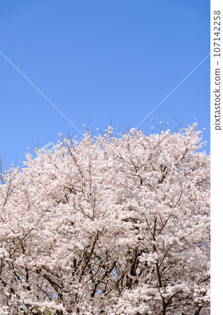 Blue sky and cherry blossoms 107142258
