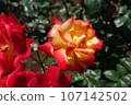 玫瑰花朵 107142502