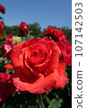玫瑰花朵 107142503