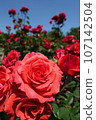 玫瑰花朵 107142504