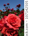 玫瑰花朵 107142505