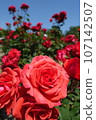 玫瑰花朵 107142507