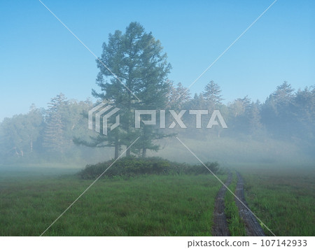 Oe Wetland in Ozenuma, a quiet summer shrouded in morning mist 107142933