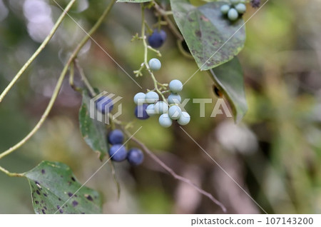 Flowers and fruits of Aotsuzurafuji Flowers and fruits of Aotsuzurafuji 107143200