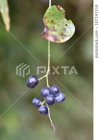 Flowers and fruits of Aotsuzurafuji 107143316