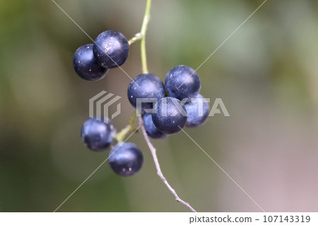 Flowers and fruits of Aotsuzurafuji 107143319