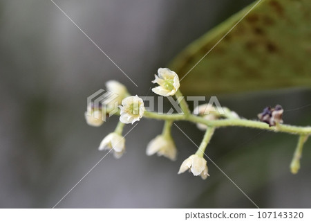 Flowers 107143320