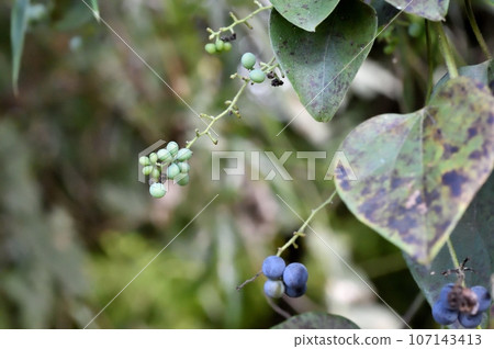 Flowers and fruits of Aotsuzurafuji 107143413