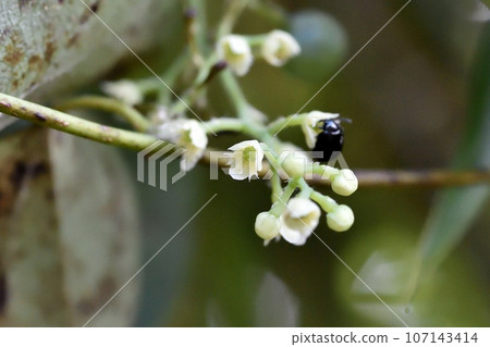 Flowers 107143414