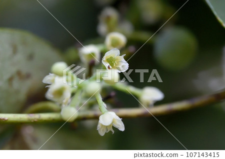 Flowers 107143415