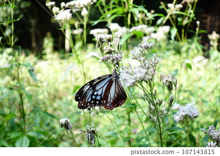 Asagi madara of Akagi Nature Park Asagi madara of Akagi Nature Park 107143815