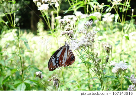 赤城自然公園的Asagi madara 赤城自然公園的Asagi madara 107143816