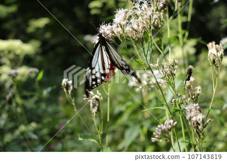 赤城自然公園的Asagi madara 107143819