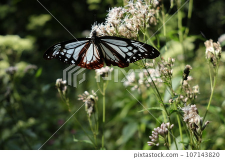 赤城自然公園的Asagi madara 赤城自然公園的Asagi madara 107143820