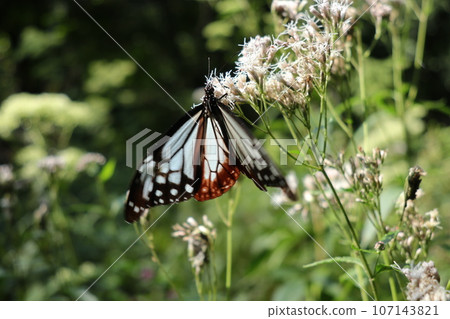赤城自然公園的Asagi madara 107143821