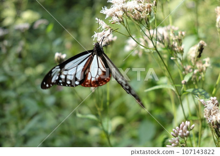 赤城自然公園的Asagi madara 赤城自然公園的Asagi madara 107143822